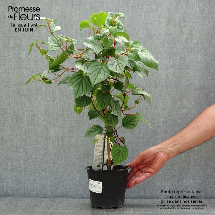 Exemplar von Schizophragma hydrangeoïdes Moonlight - Spalthortensie Topf mit 2L/3L wie im Sommer geliefert