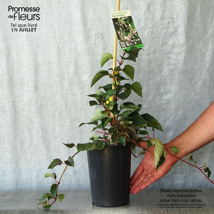 Exemplar von Schizophragma hydrangeoides Rose Sensation - Spalthortensie Topf mit 2L/3L wie im Sommer geliefert