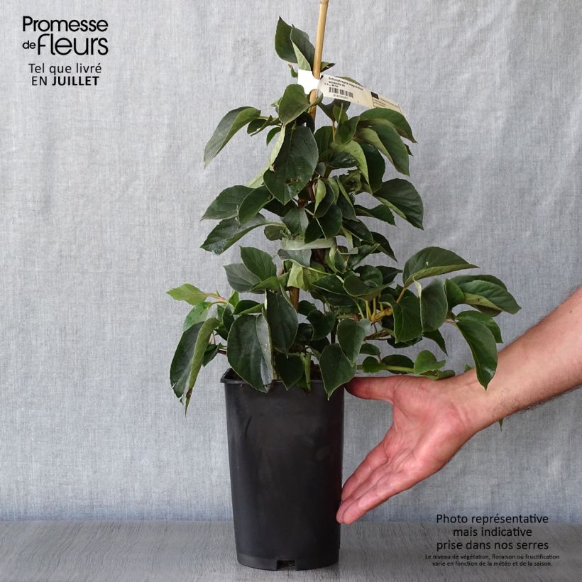 Exemplar von Schizophragma hydrangeoides Windmills - Spalthortensie Topf mit 2L/3L wie im Sommer geliefert
