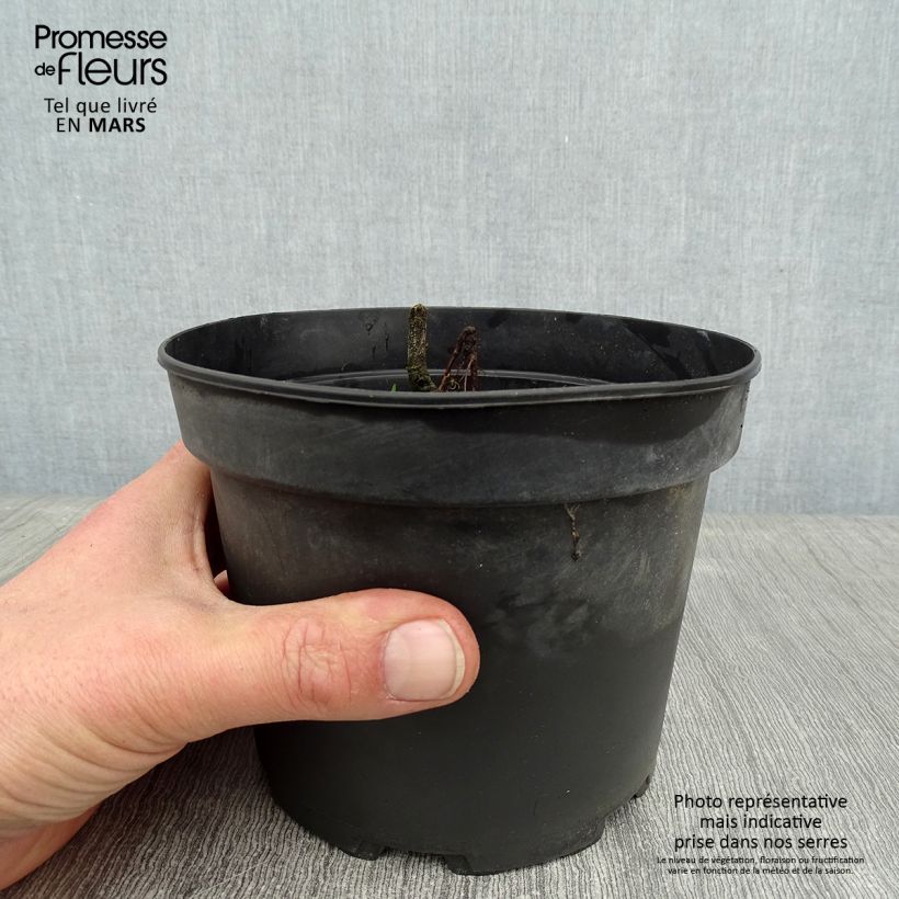Exemplar von Schizostylis coccinea Alba - Spaltgriffel Topf mit 2L/3L wie im Winter geliefert
