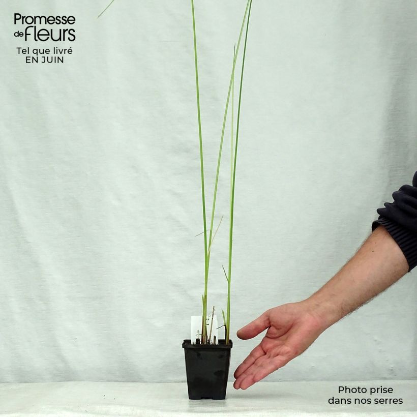 Exemplar von Schoenoplectus lacustris subsp.tabernaemontani Albescens - Salz-Teichbinse Kleine Töpfe von 8/9 cm wie im Sommer geliefert