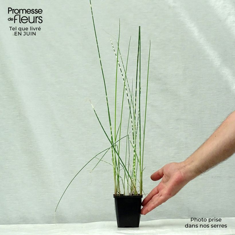 Exemplar von Schoenoplectus lacustris subsp tabernaemontani Zebrinus - Salz-Teichbinse Kleine Töpfe von 8/9 cm wie im Sommer geliefert