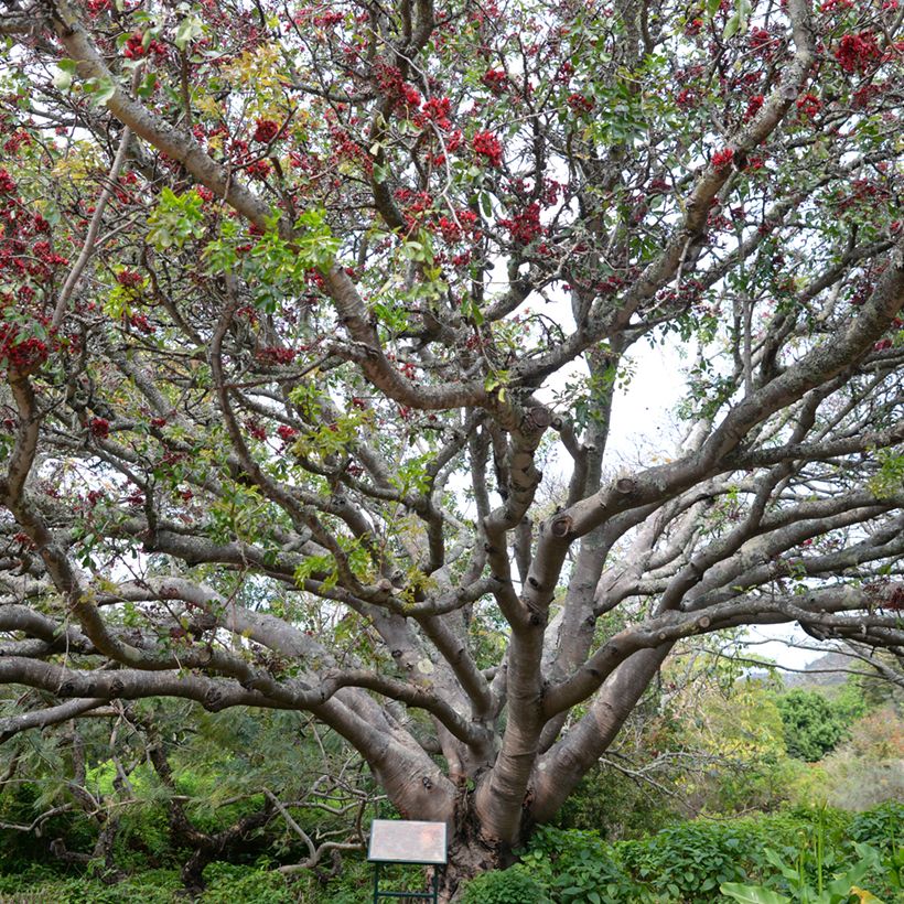 Schotia brachypetala - Südafrikanische Baumfuchsie (Hafen)