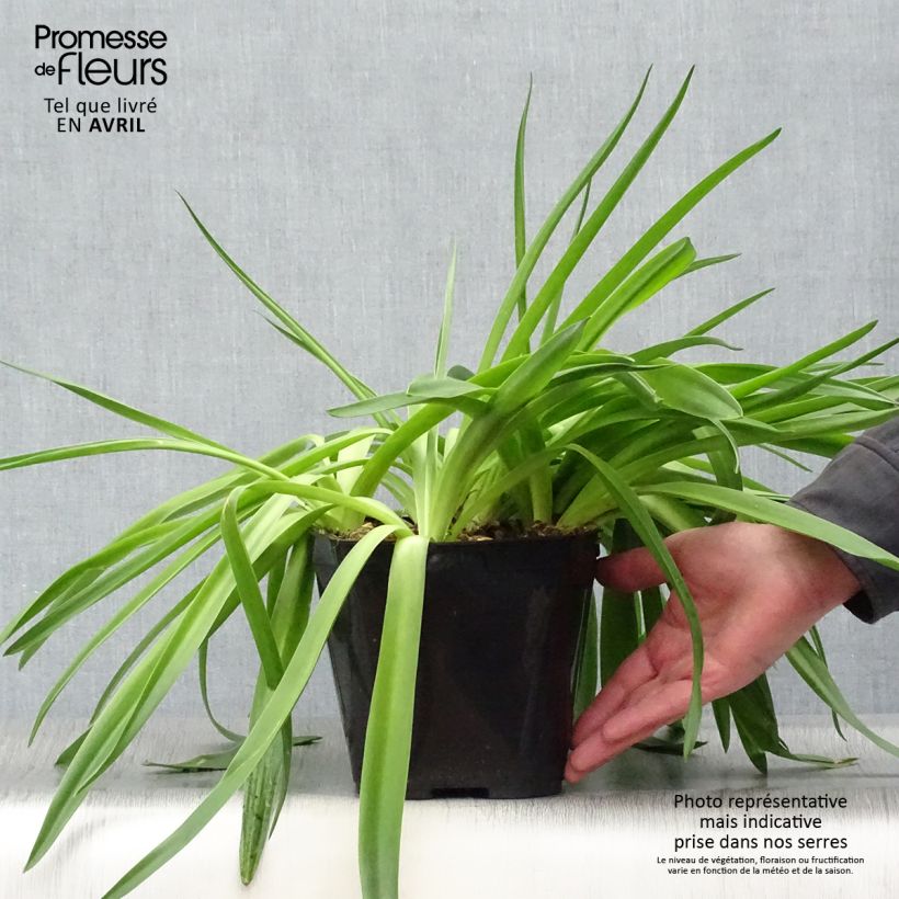 Exemplar von Scilla peruviana - Meerzwiebel Topf mit 3L/4L wie im Frühjahr geliefert