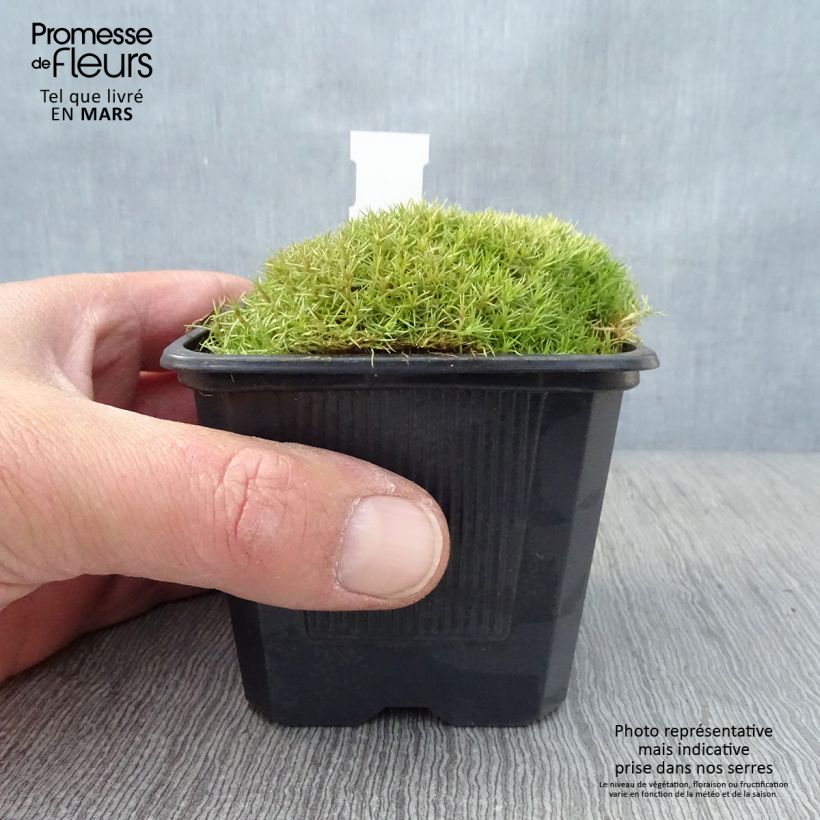 Exemplar von Scleranthus uniflorus - Knäuel Kleine Töpfe von 8/9 cm wie im Frühjahr geliefert