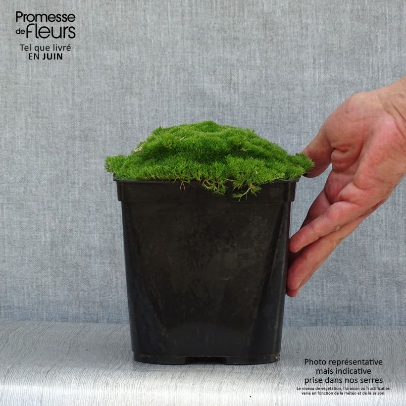 Exemplar von Scleranthus uniflorus - Knäuel Topf mit 3L/4L wie im Sommer geliefert