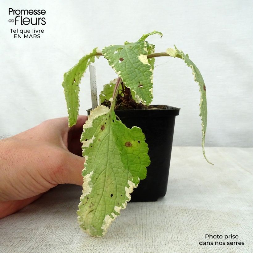 Exemplar von Scrophularia auriculata Variegata - Wasser-Braunwurz Kleine Töpfe von 8/9 cm wie im Frühjahr geliefert