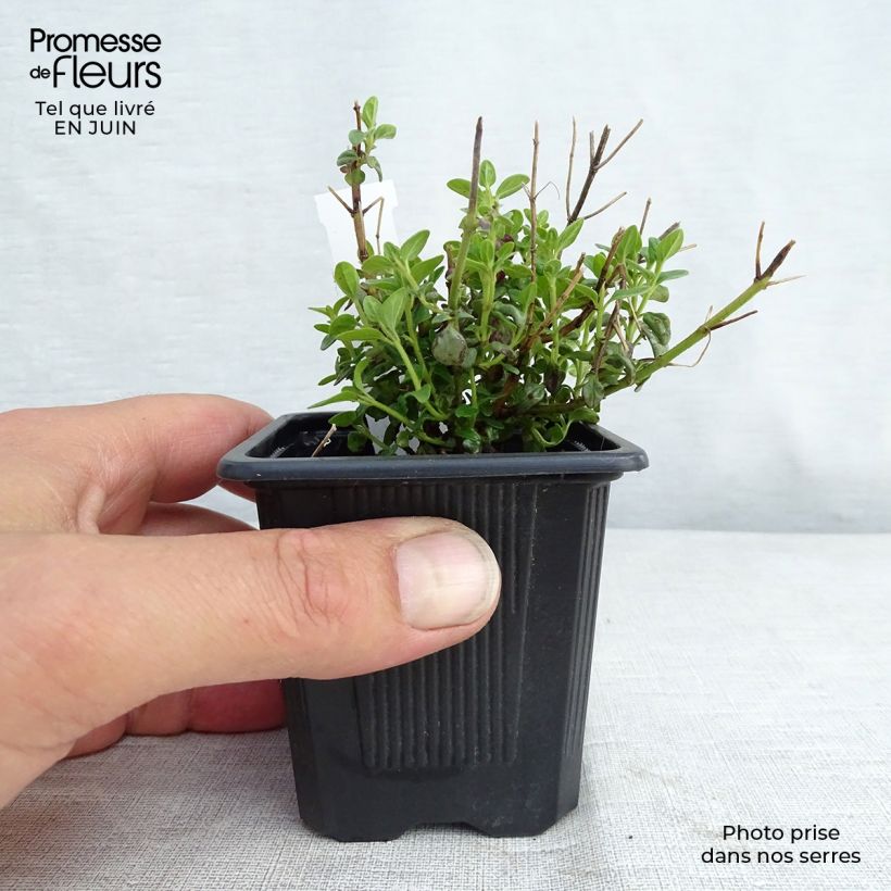 Exemplar von Scutellaria suffrutescens - Helmkraut Kleine Töpfe von 8/9 cm wie im Sommer geliefert