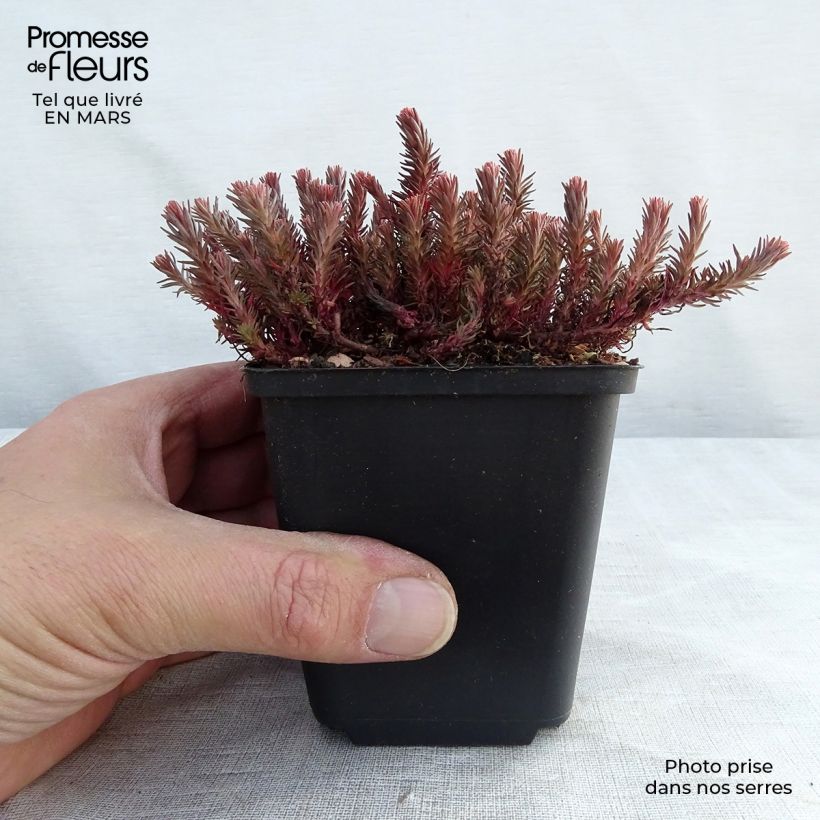 Exemplar von Fetthenne Chocolate Ball - Sedum Kleine Töpfe von 8/9 cm wie im Frühjahr geliefert