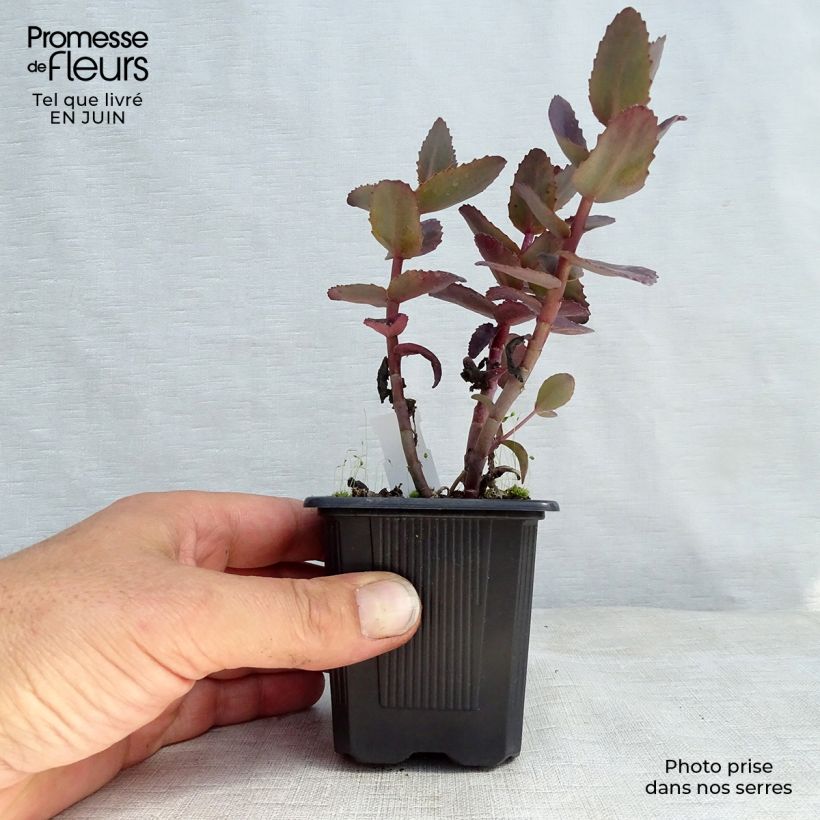 Exemplar von Fetthenne Chocolate Cherry - Sedum telephium Kleine Töpfe von 8/9 cm wie im Sommer geliefert