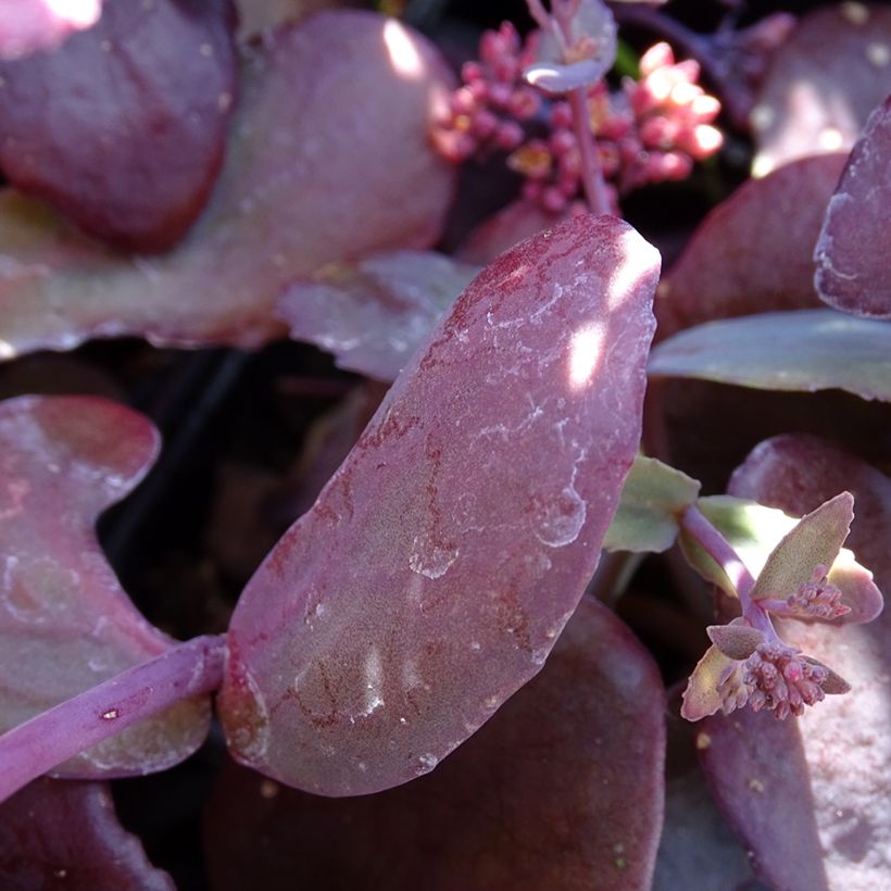 Fetthenne Chocolate Cherry - Sedum telephium (Laub)