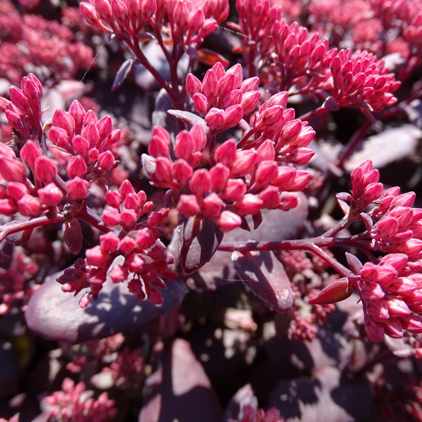 Fetthenne Chocolate Cherry - Sedum telephium (Blüte)