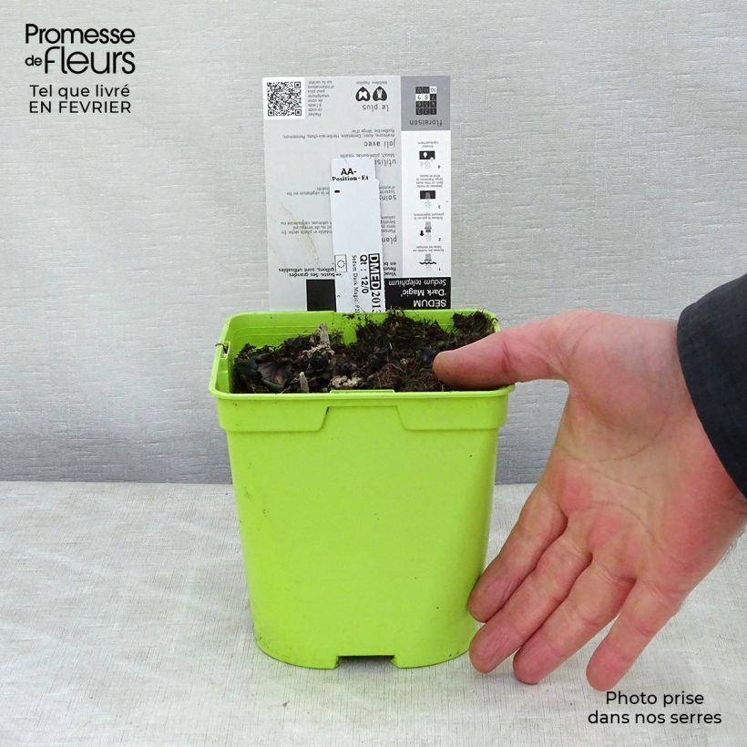 Exemplar von Fetthenne Dark Magic - Sedum telephium Topf mit 2L/3L wie im Winter geliefert