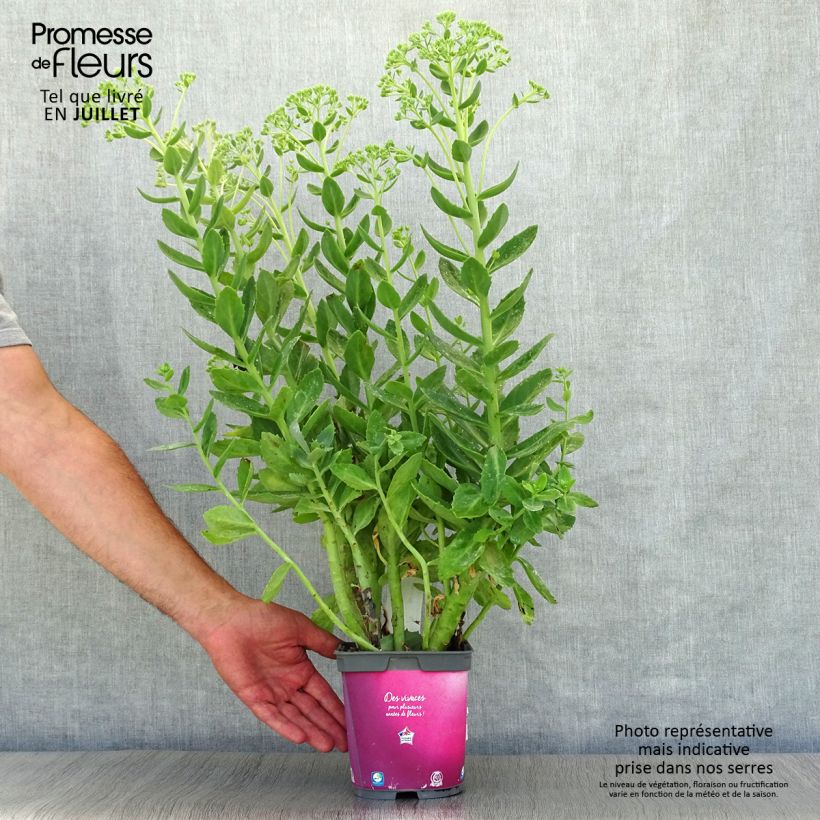 Exemplar von Fetthenne Herbstfreude - Sedum Topf mit 2L/3L wie im Sommer geliefert