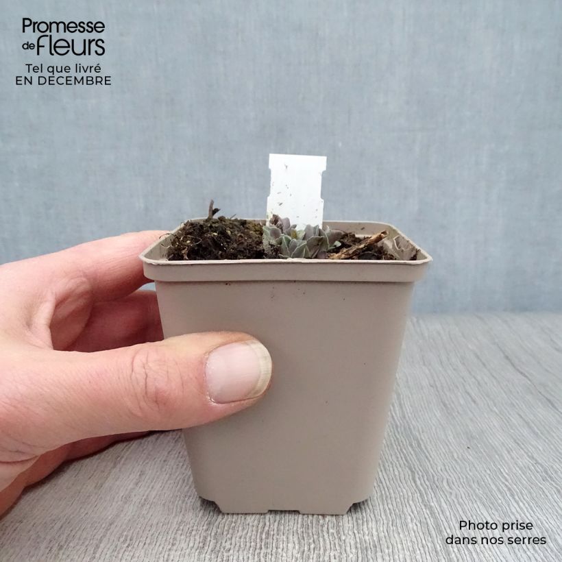 Exemplar von Fetthenne Orange Xenox - Sedum spectabile Kleine Töpfe von 8/9 cm wie im Winter geliefert