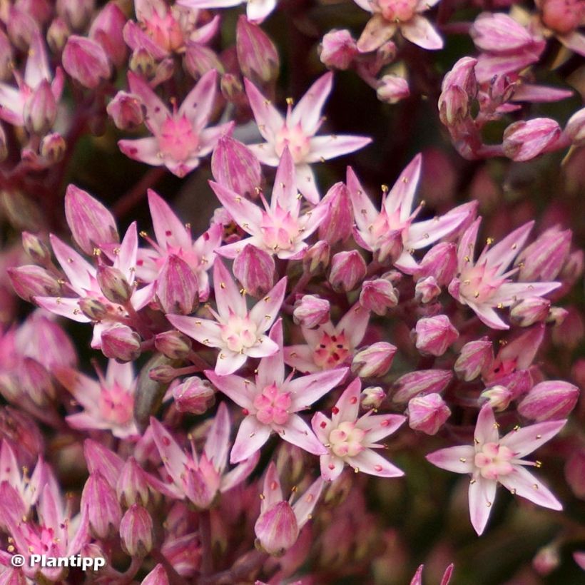 Fetthenne Sunsparkler Jade Tuffet - Sedum (Blüte)