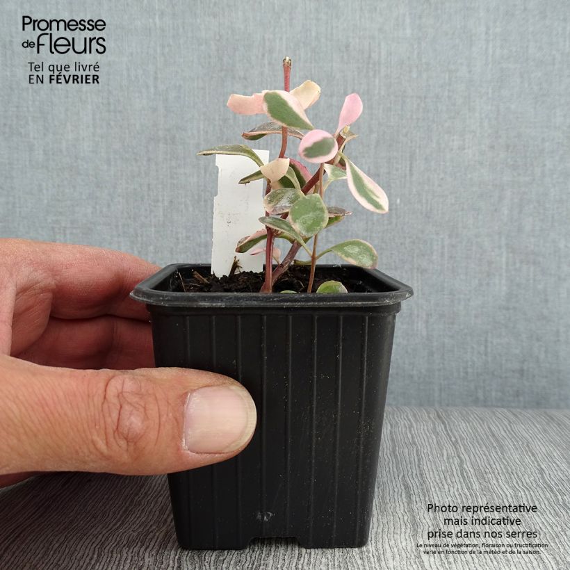 Exemplar von Fetthenne Sunsparkler Dream Dazzler - Sedum Kleine Töpfe von 8/9 cm wie im Herbst geliefert