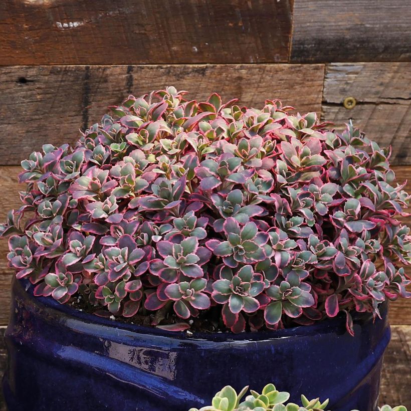 Fetthenne Sunsparkler Dream Dazzler - Sedum (Hafen)