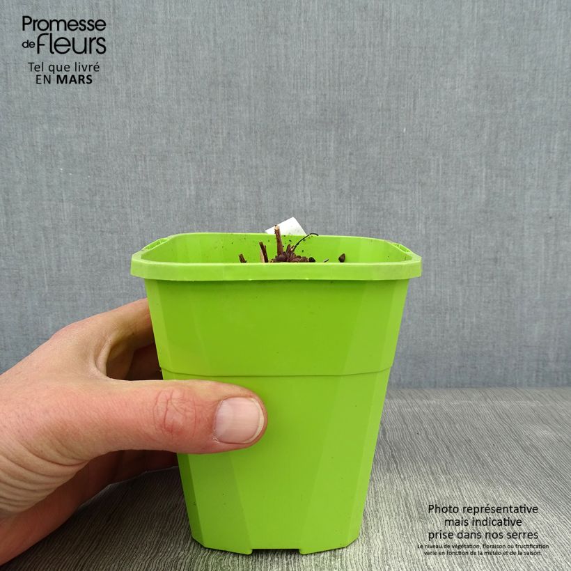 Exemplar von Fetthenne Sunsparkler Jade Tuffet - Sedum Topf mit 1,5L/2L wie im Winter geliefert