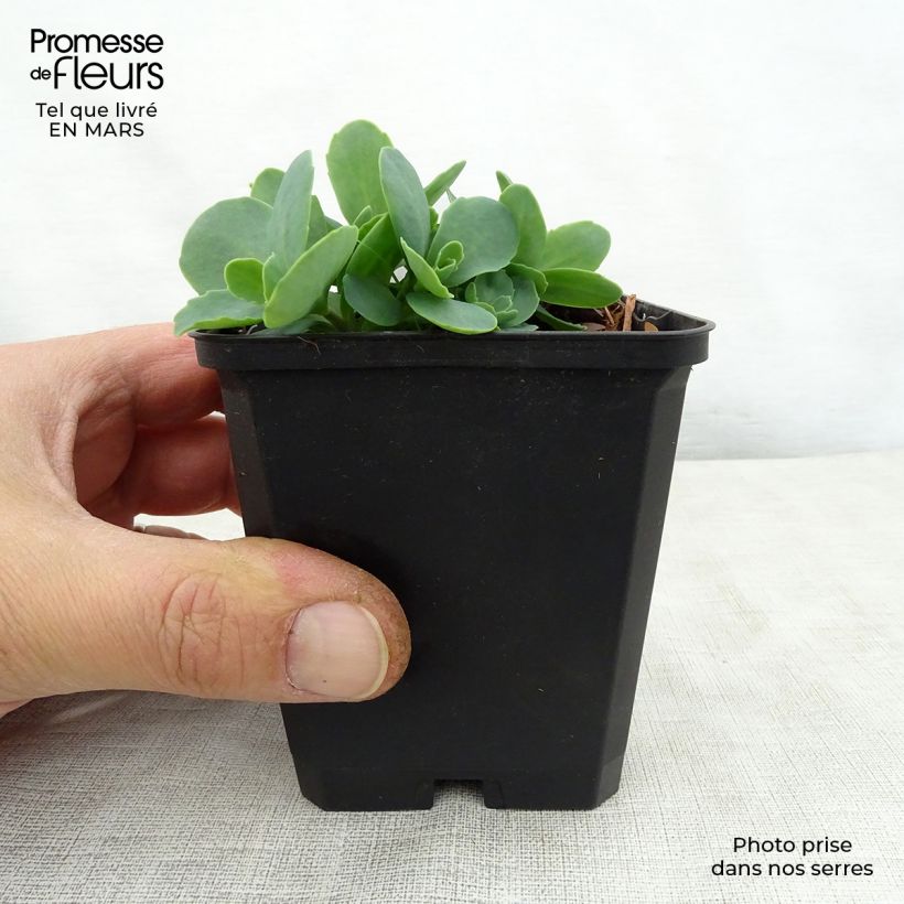 Exemplar von Fetthenne Tropical Night - Sedum spectabile Kleine Töpfe von 8/9 cm wie im Frühjahr geliefert