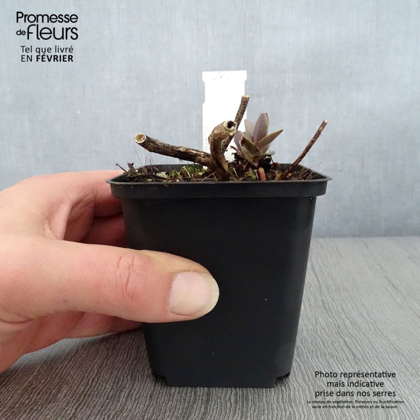 Exemplar von Fetthenne Twinkling Star - Sedum spectabile Kleine Töpfe von 8/9 cm wie im Winter geliefert