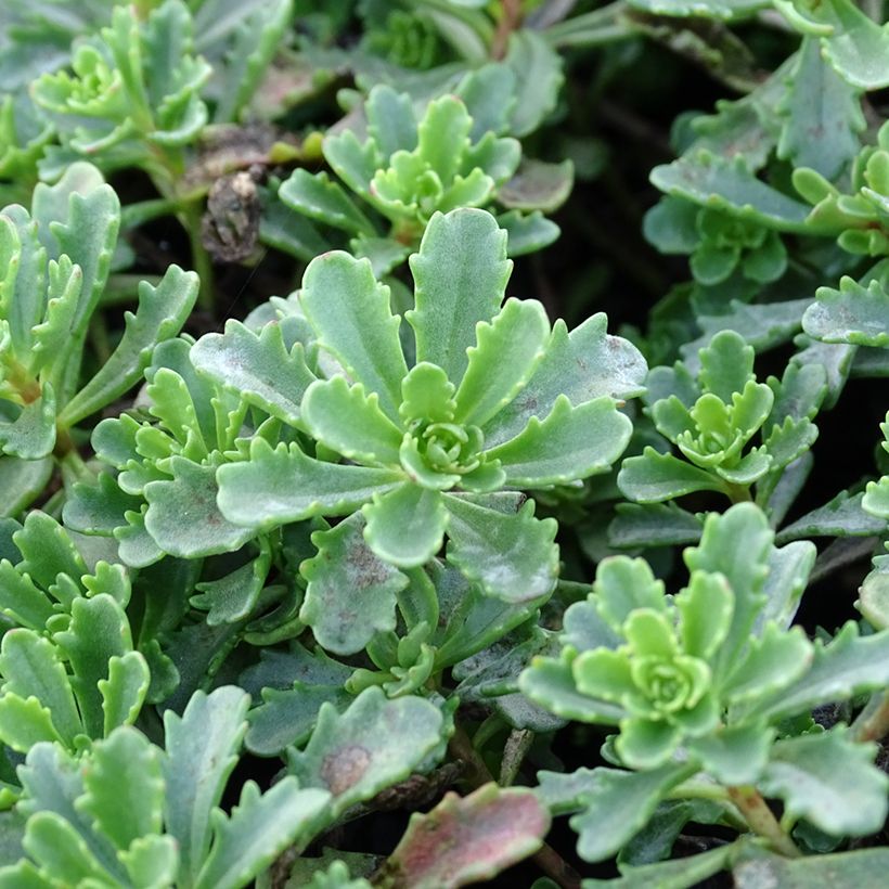Fetthenne Weihenstephaner Gold - Sedum kamtschaticum var. floriferum (Laub)