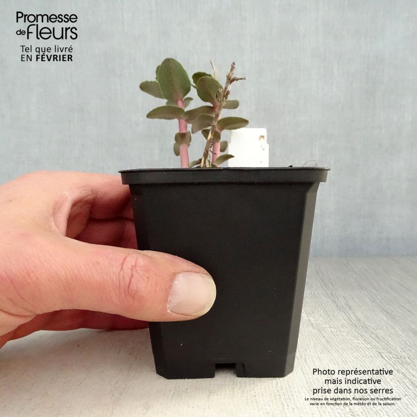 Exemplar von Fetthenne Yellow Xenox - Sedum spectabile Kleine Töpfe von 8/9 cm wie im Winter geliefert