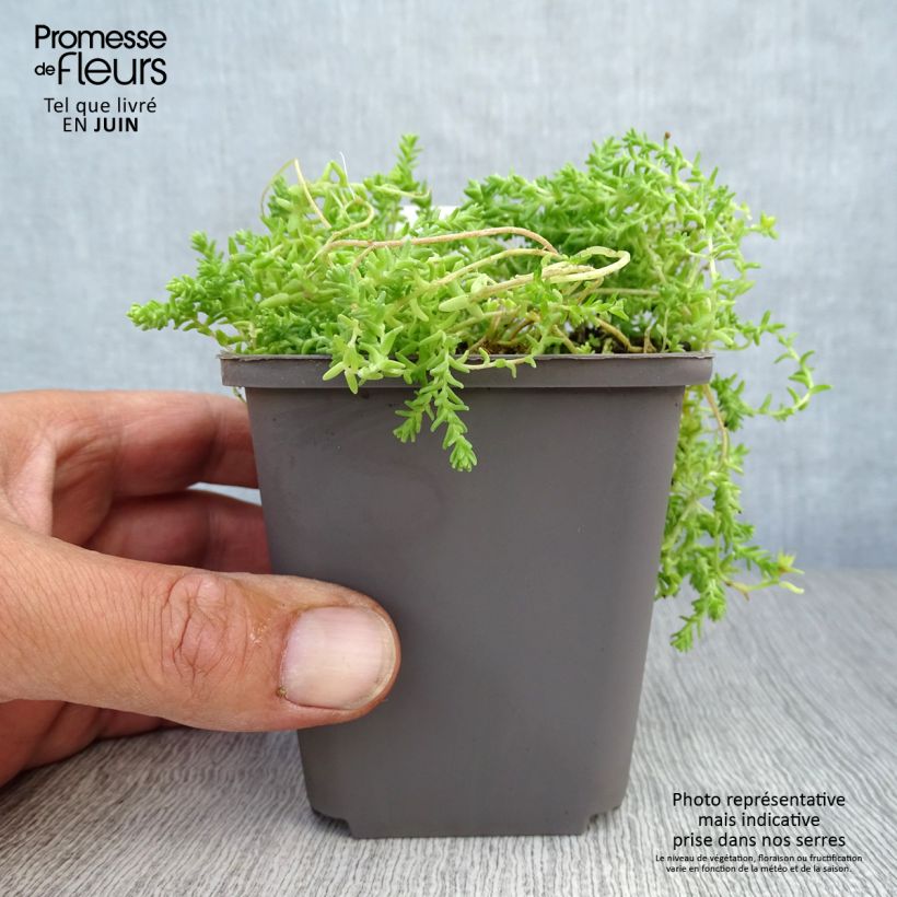 Exemplar von Scharfer Mauerpfeffer Yellow Queen - Sedum acre Kleine Töpfe von 8/9 cm wie im Sommer geliefert