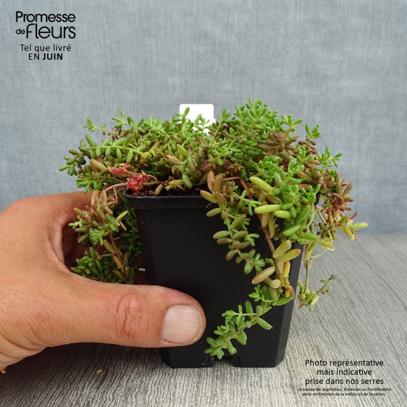 Exemplar von Fetthenne Coral Carpet - Sedum album Kleine Töpfe von 8/9 cm wie im Sommer geliefert