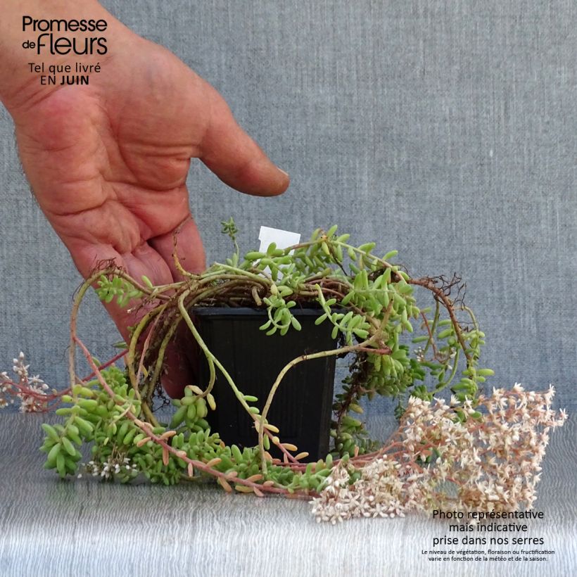 Exemplar von Fetthenne - Sedum album var. murale Kleine Töpfe von 8/9 cm wie im Sommer geliefert