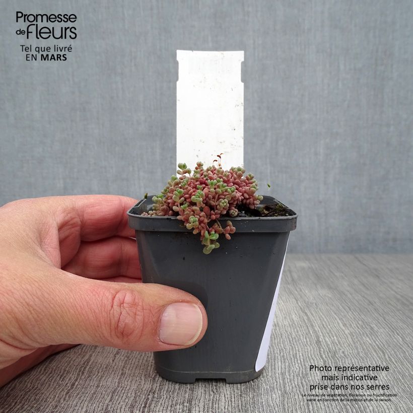 Exemplar von Fetthenne - Sedum dasyphyllum Kleine Töpfe von 8/9 cm wie im Frühjahr geliefert