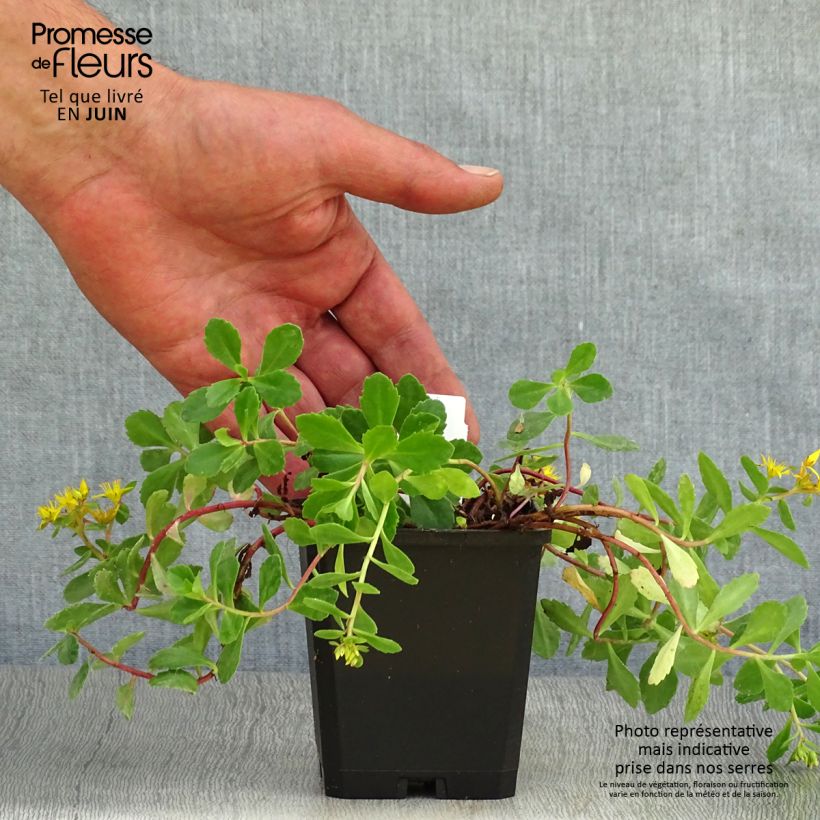 Exemplar von Fetthenne - Sedum kamtchaticum Kleine Töpfe von 8/9 cm wie im Sommer geliefert