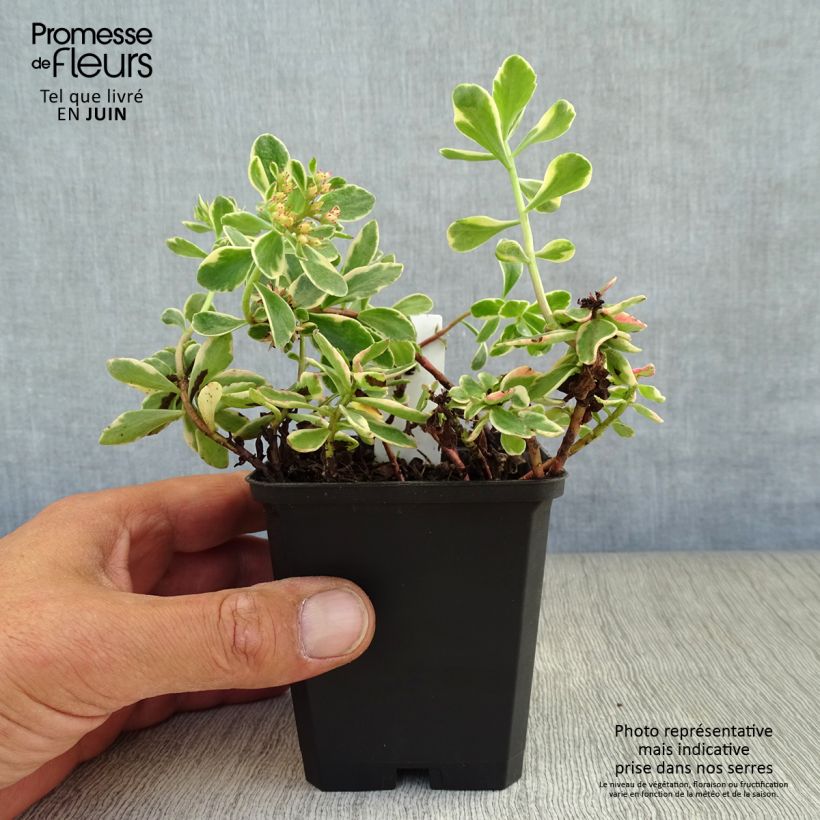 Exemplar von Fetthenne Variegatum - Sedum kamtchaticum Kleine Töpfe von 8/9 cm wie im Sommer geliefert