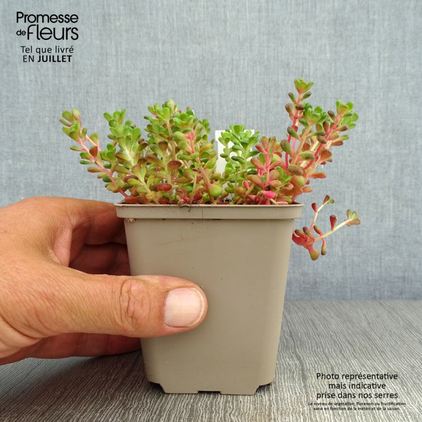 Exemplar von Fetthenne - Sedum oreganum Kleine Töpfe von 8/9 cm wie im Sommer geliefert