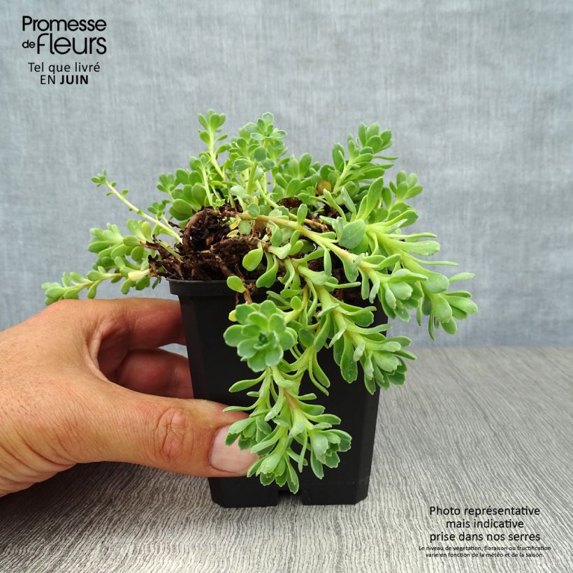 Exemplar von Fetthenne - Sedum pachyclados Kleine Töpfe von 8/9 cm wie im Sommer geliefert