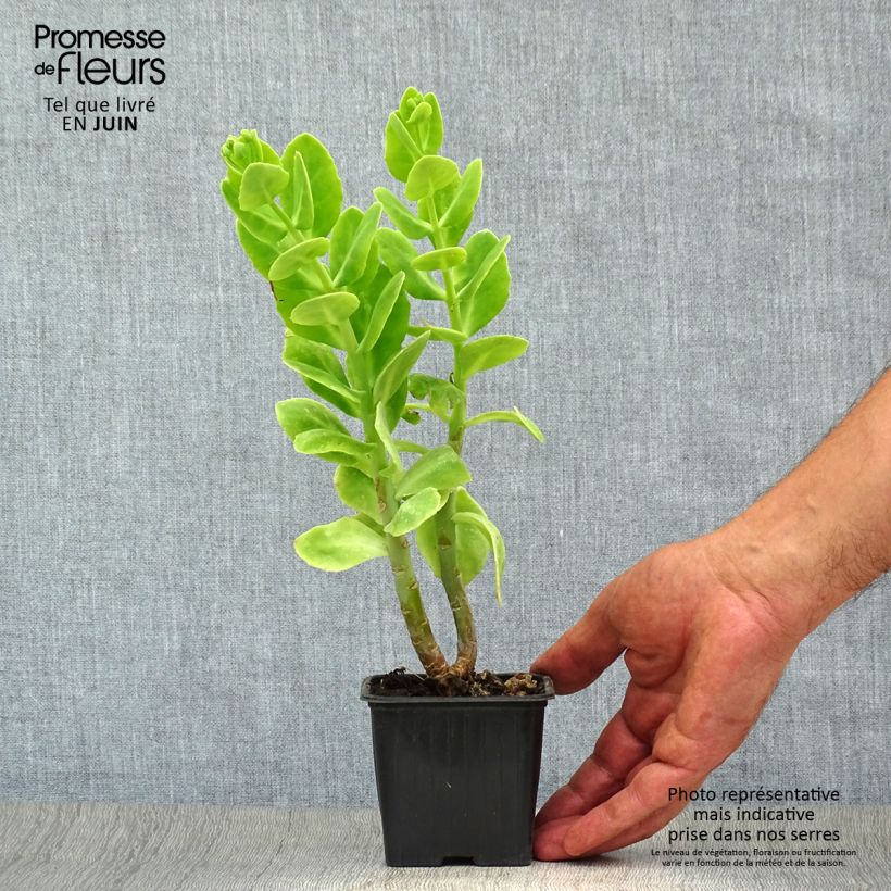 Exemplar von Fetthenne Carmen - Sedum spectabile Kleine Töpfe von 7/8 cm wie im Sommer geliefert