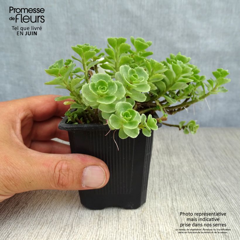 Exemplar von Fetthenne Album Superbum - Sedum spurium Kleine Töpfe von 8/9 cm wie im Sommer geliefert
