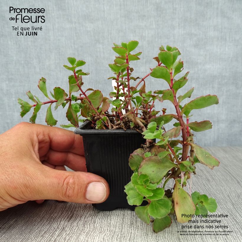 Exemplar von Fetthenne Dragon Blood - Sedum spurium Kleine Töpfe von 8/9 cm wie im Sommer geliefert