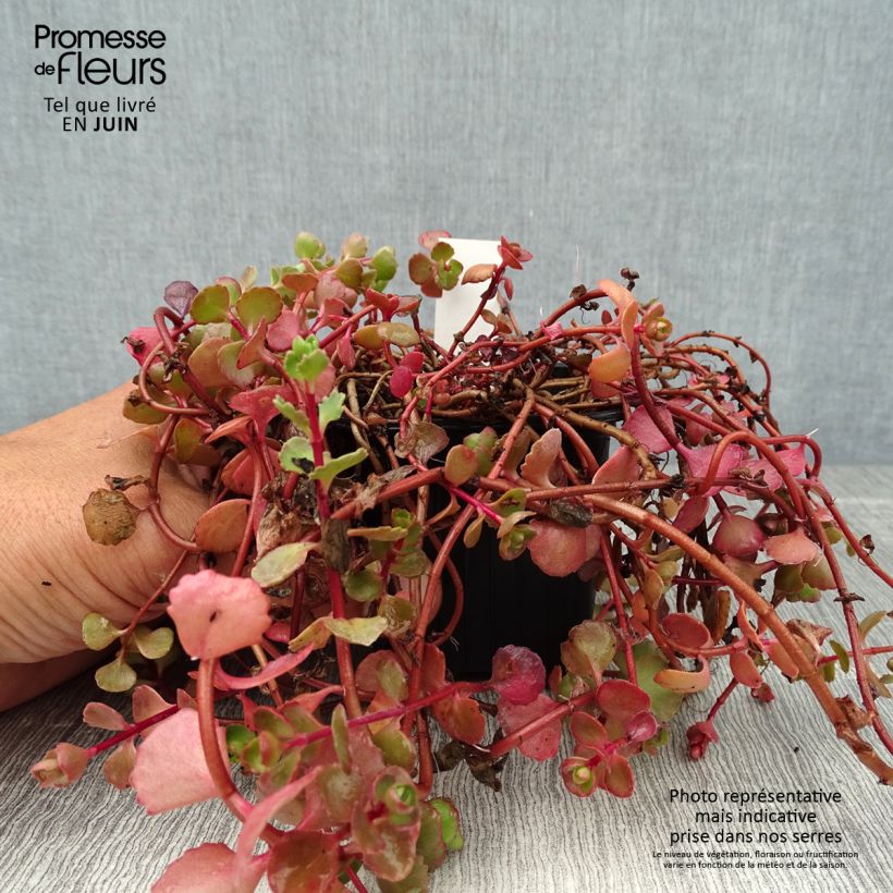 Exemplar von Fetthenne Woodoo - Sedum spurium Kleine Töpfe von 8/9 cm wie im Sommer geliefert