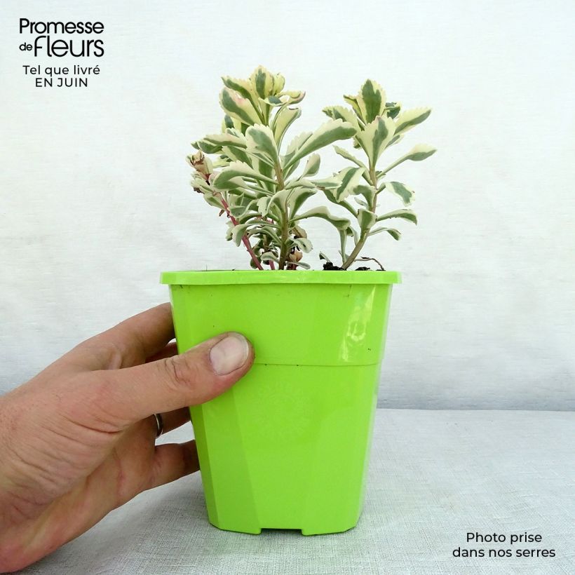 Exemplar von Fetthenne Atlantis - Sedum takesimense Topf mit 1,5L/2L wie im Sommer geliefert