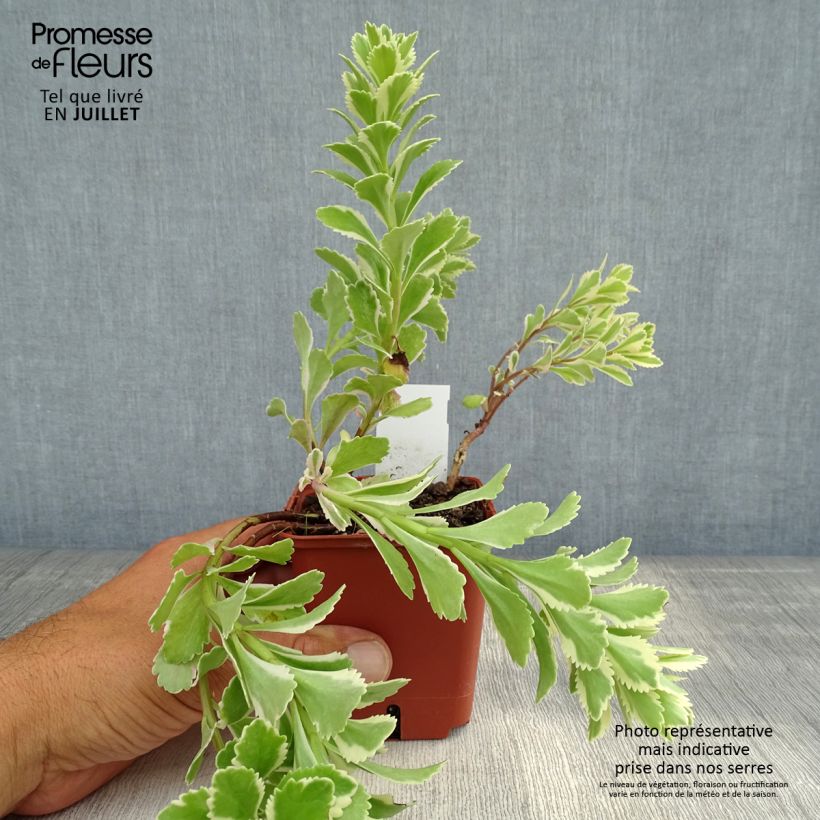 Exemplar von Fetthenne Atlantis - Sedum takesimense Kleine Töpfe von 8/9 cm wie im Sommer geliefert