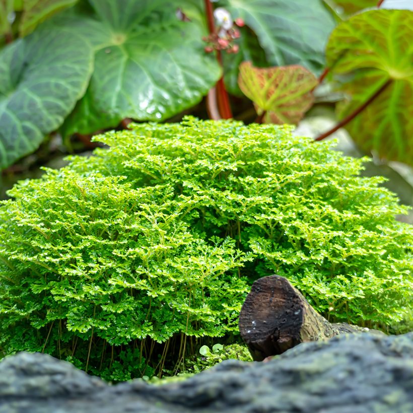 Selaginella apoda - Moosfarn (Hafen)