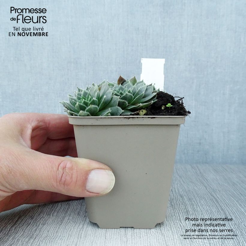 Exemplar von Hauswurz Alpha - Sempervivum Kleine Töpfe von 8/9 cm wie im Herbst geliefert
