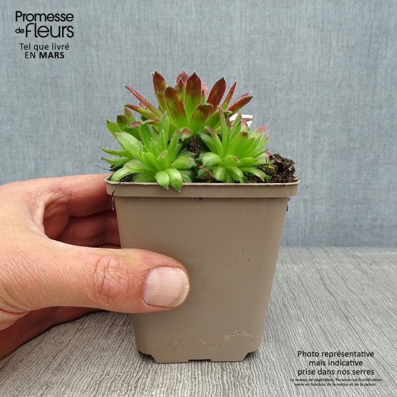 Exemplar von Hauswurz Alpha - Sempervivum Kleine Töpfe von 8/9 cm wie im Frühjahr geliefert