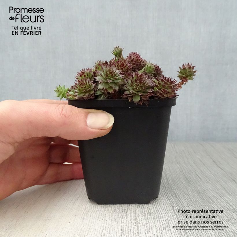 Exemplar von Hauswurz Bronco - Sempervivum Kleine Töpfe von 8/9 cm wie im Winter geliefert