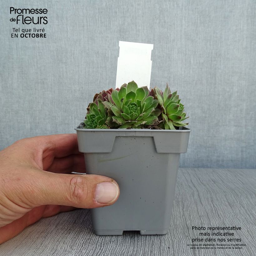 Exemplar von Hauswurz Chick Charms Cherry Berry - Sempervivum Topf 10 cm/11cm wie im Herbst geliefert