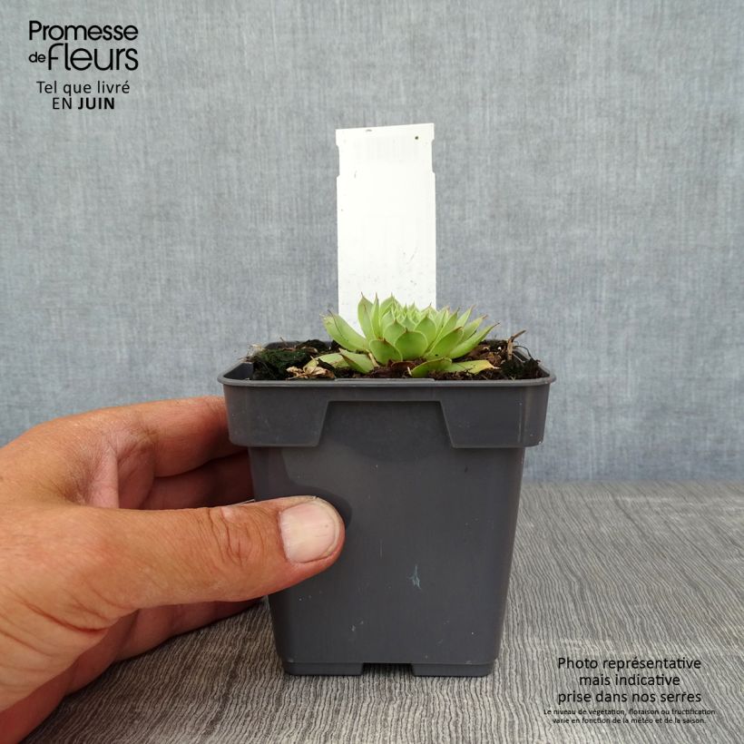 Exemplar von Hauswurz Chick Charms Gold Nugget - Sempervivum Topf 10 cm/11cm wie im Sommer geliefert