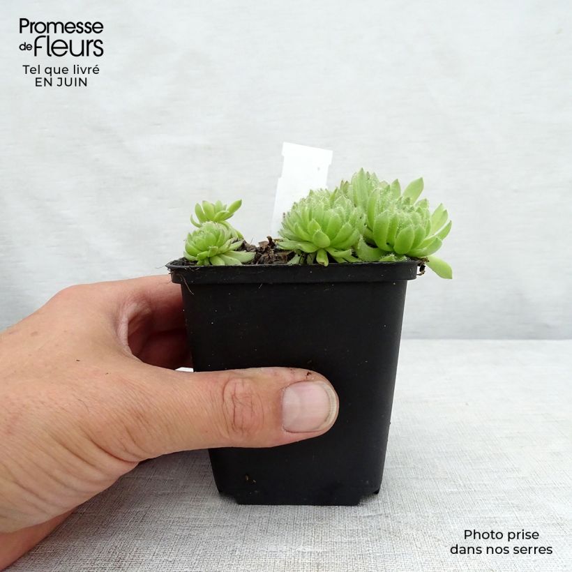 Exemplar von Hauswurz Gemengd - Sempervivum Kleine Töpfe von 8/9 cm wie im Sommer geliefert