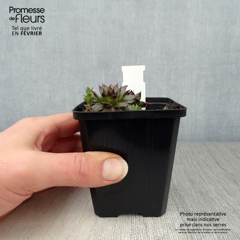 Exemplar von Hauswurz Rubin - Sempervivum Kleine Töpfe von 8/9 cm wie im Winter geliefert