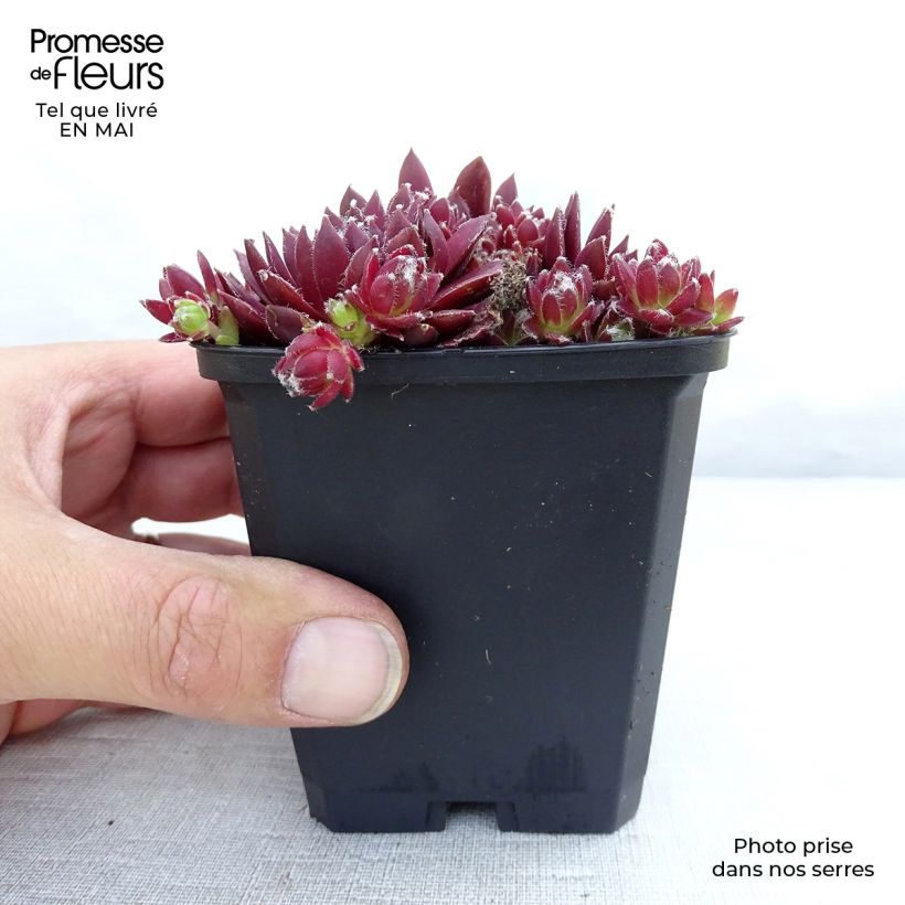 Exemplar von Hauswurz Silberkarneol - Sempervivum Kleine Töpfe von 8/9 cm wie im Frühjahr geliefert